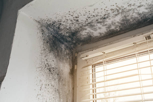 Affordable Mold Cleanup solutions in Middletown, NY